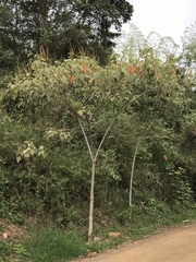 Croton gossypiifolius