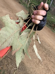 Croton gossypiifolius
