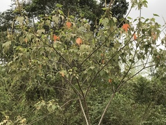 Croton gossypiifolius