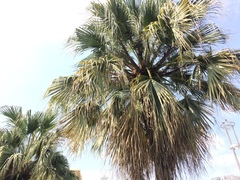 Livistona chinensis