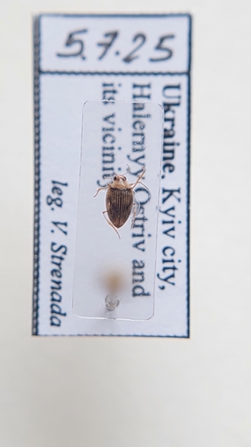 Haliplus fluviatilis