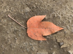 Croton gossypiifolius
