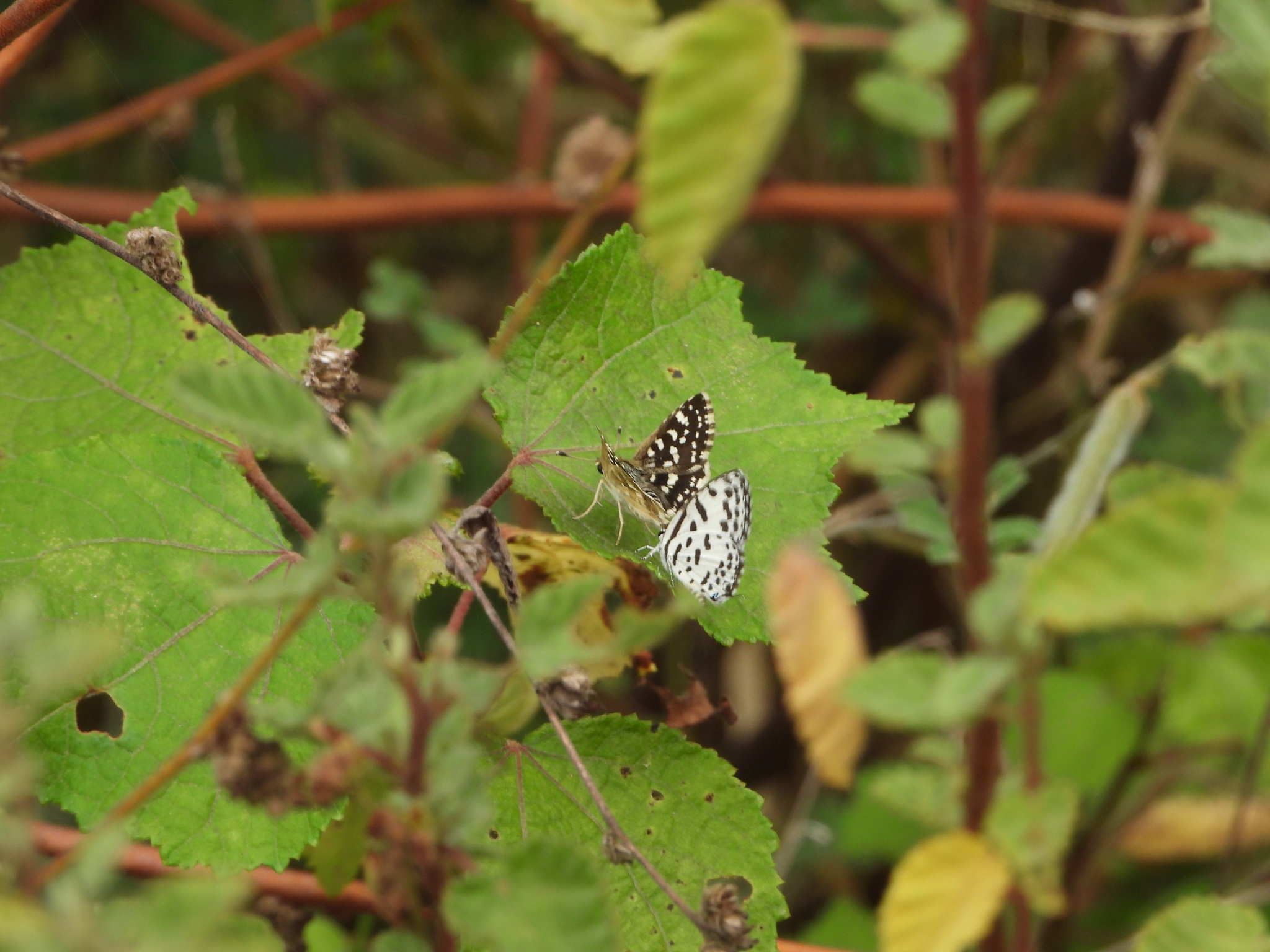 Asian Grizzled Skipper