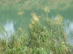Phragmites vallatoria