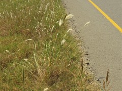 Bothriochloa barbinodis perforata