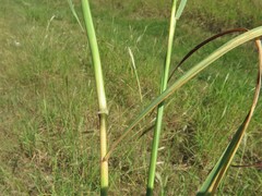 Bothriochloa barbinodis perforata