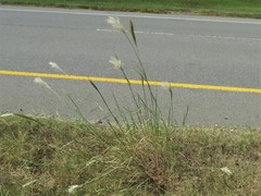 Bothriochloa barbinodis perforata