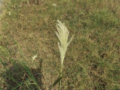 Bothriochloa barbinodis perforata