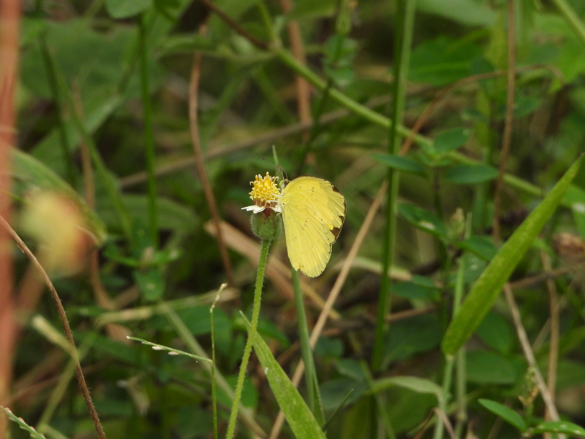Common Grass Yellow