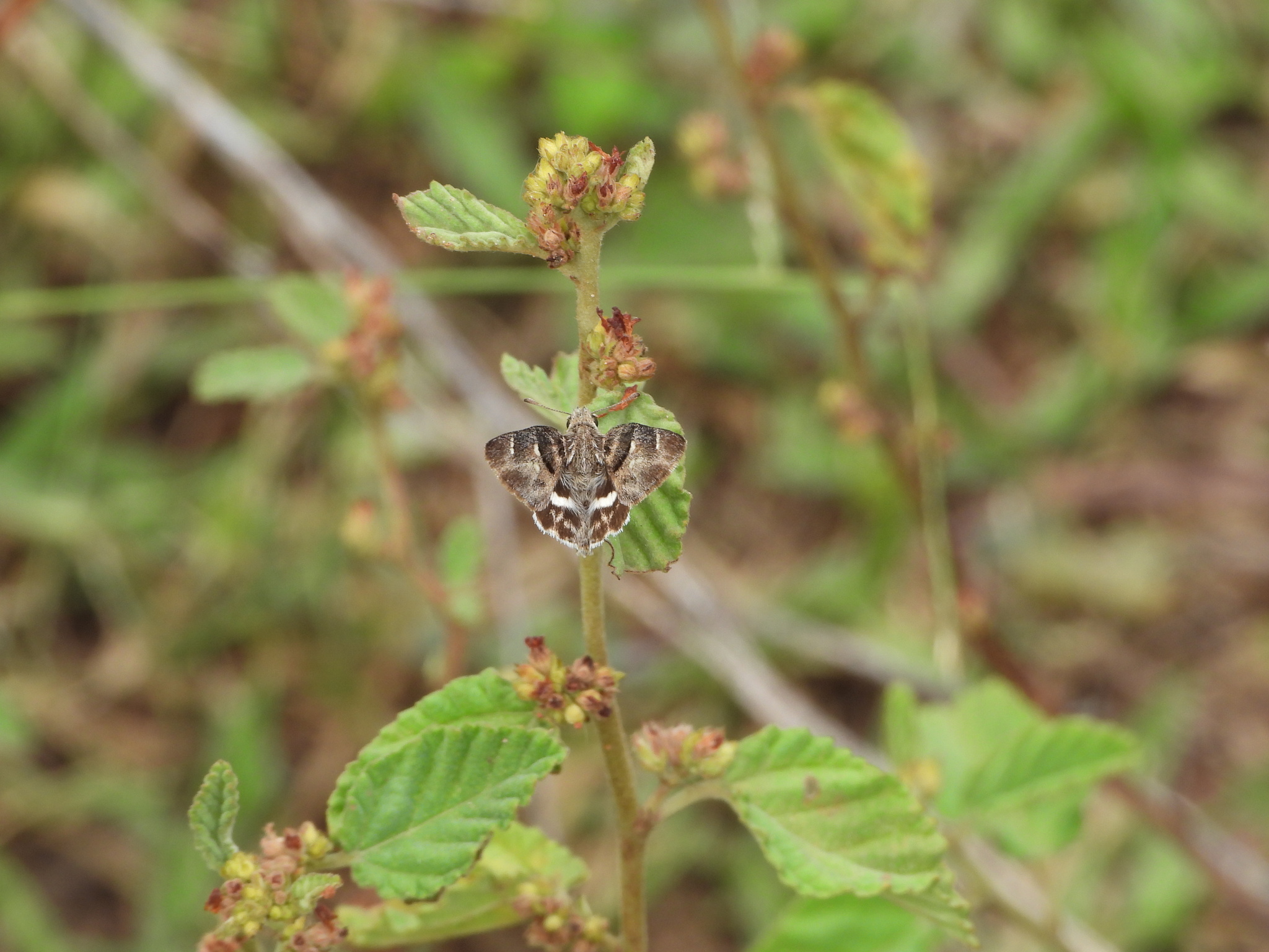 African Marbled Skipper