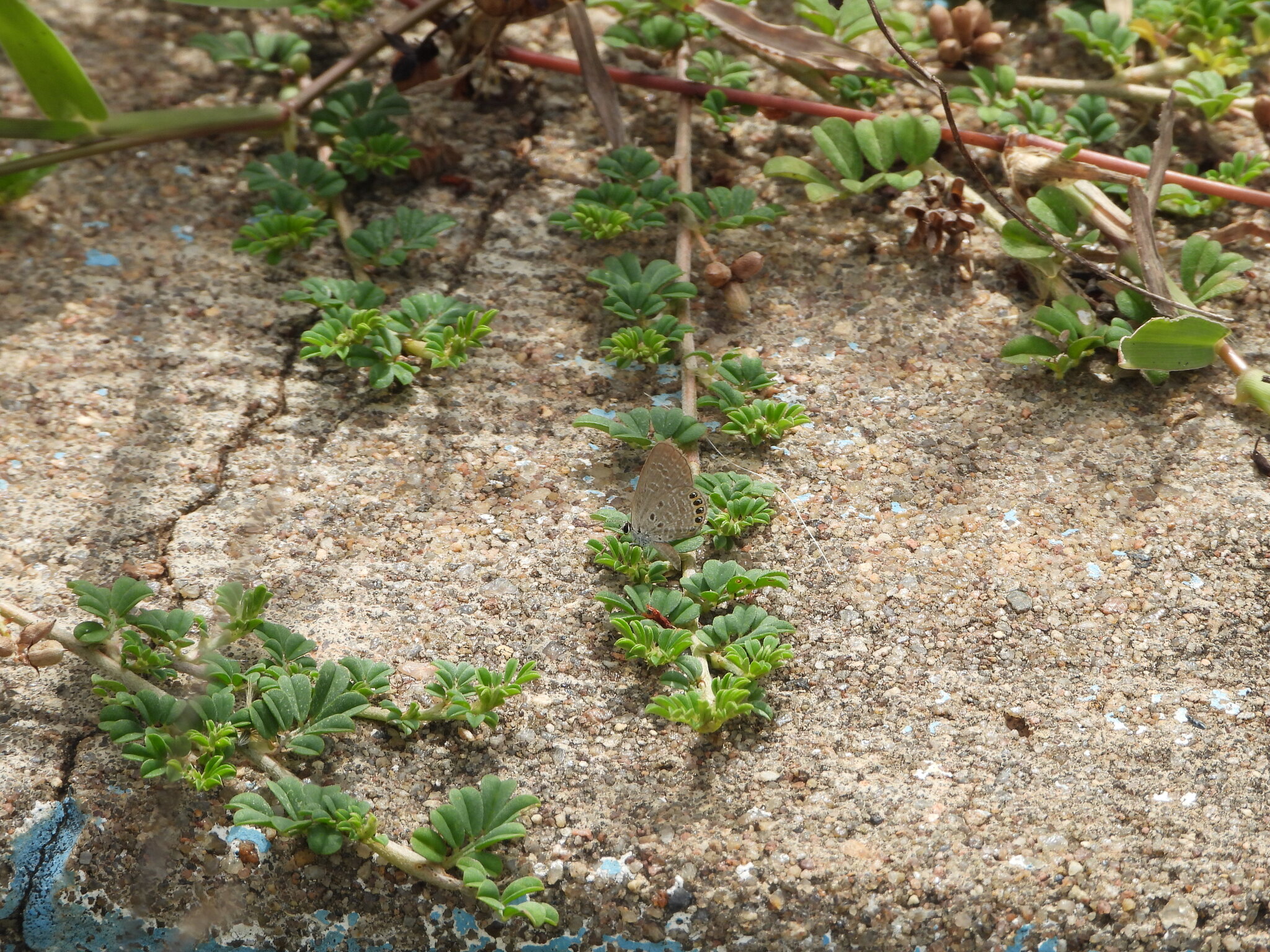 Black-Spotted Grass Jewel