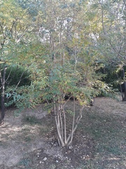 Fontanesia phillyreoides
