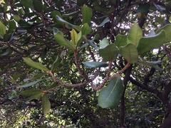 Palaquium formosanum