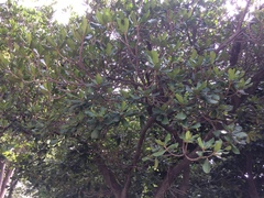 Palaquium formosanum