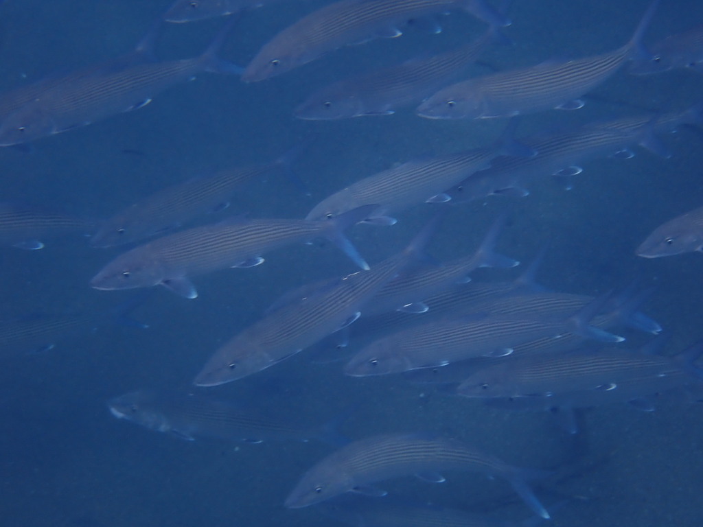 Bonefish