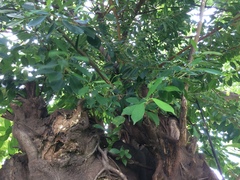 Ficus microcarpa