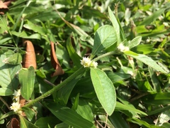 Alternanthera bettzickiana