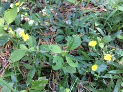 Youngia japonica
