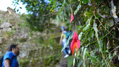 Masdevallia veitchiana