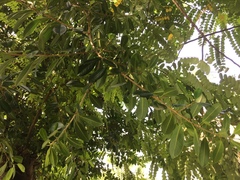 Ficus microcarpa