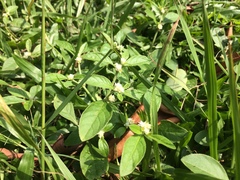 Alternanthera bettzickiana