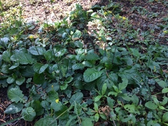 Youngia japonica
