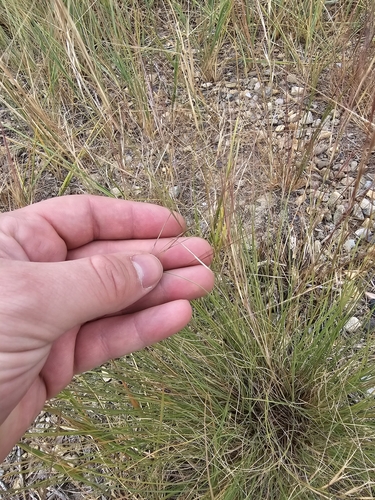 Aristida purpurea observed 2025-07-22