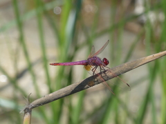 Trithemis annulata