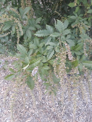 Vitex negundo cannabifolia
