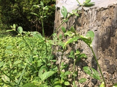 Alternanthera bettzickiana