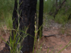Bamboo Grass (Cleistochloa)