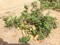 Oldenlandia corymbosa