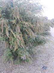Vitex negundo cannabifolia