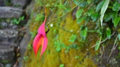 Masdevallia veitchiana