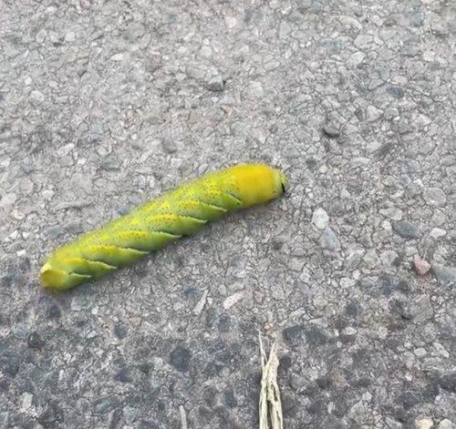 Photo of Death's Head Hawkmoth
