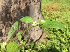 Alternanthera bettzickiana
