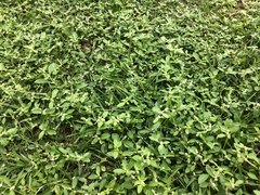 Alternanthera bettzickiana
