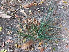 Eleusine indica