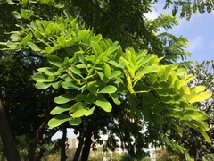 Cassia javanica