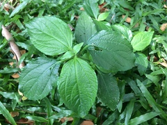 Synedrella nodiflora