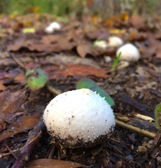 Lycoperdon subcretaceum