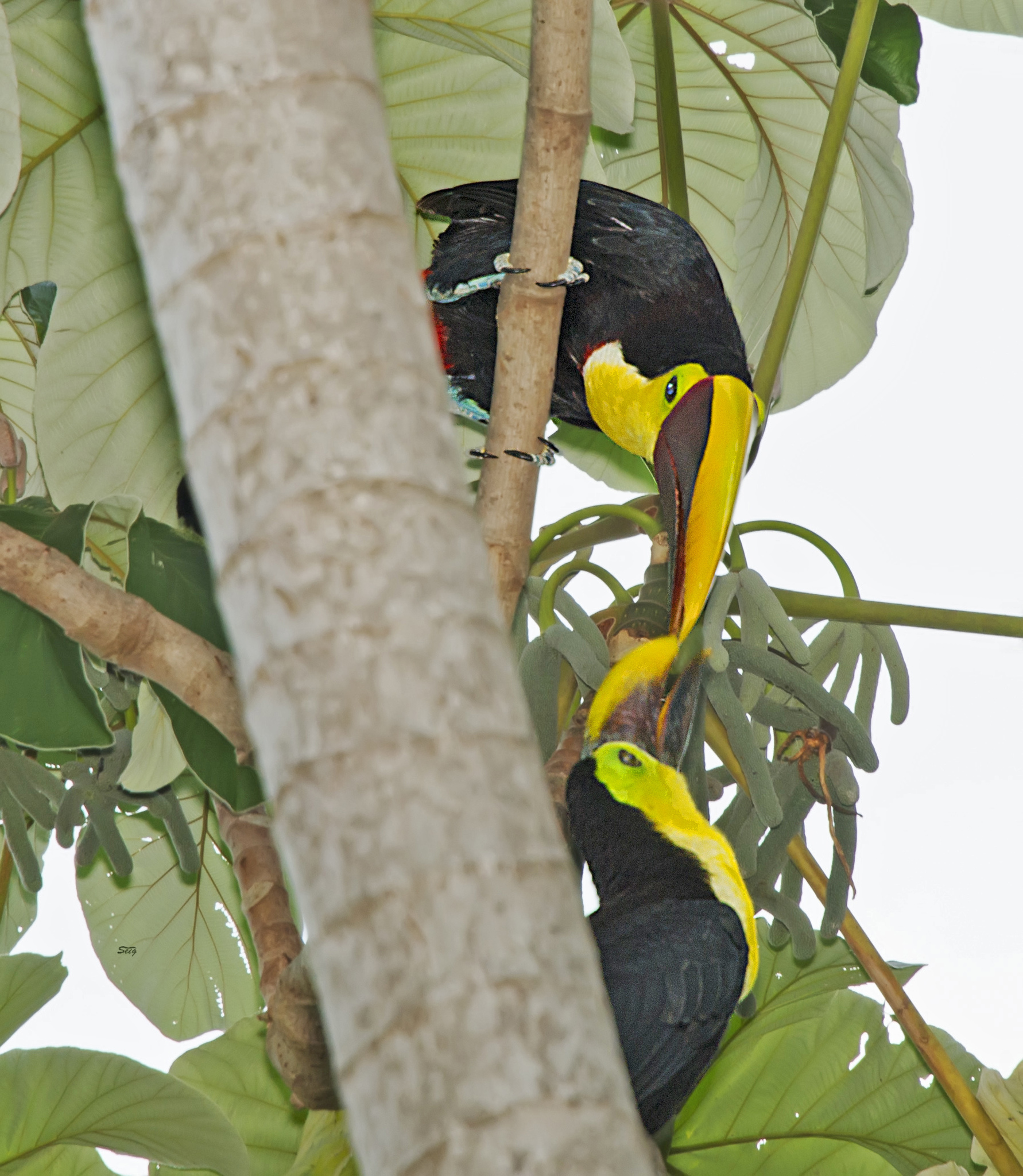 Yellow-throated Toucan illustration