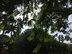 Cassia javanica