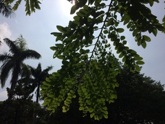 Cassia javanica