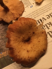 Fungi