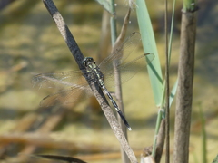 Orthetrum sabina