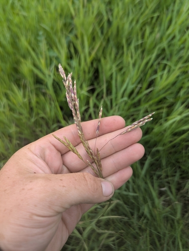 Smooth Brome
