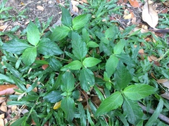 Synedrella nodiflora