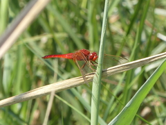 Crocothemis erythraea
