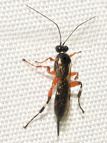 Coccygomimus observed 2025-07-21